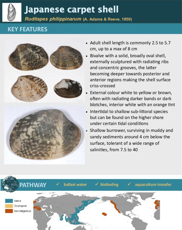 Japanese carpet shell Ruditapes philippinarum